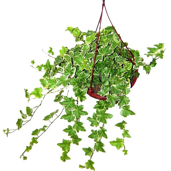 Hedera variegata, Variegated English Ivy
