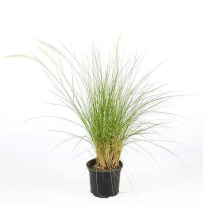 Pennisetum Setaceum, African Fountain Grass, Tender Fountain Grass