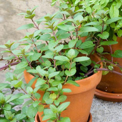 Sweet Marjoram