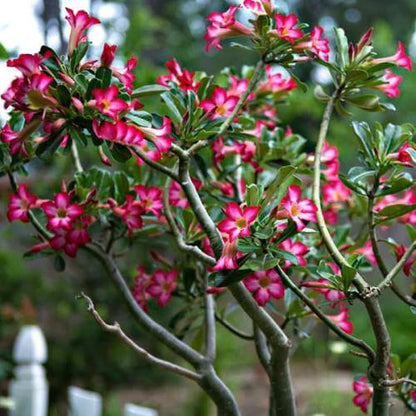 Adenium Obesum, Desert Rose