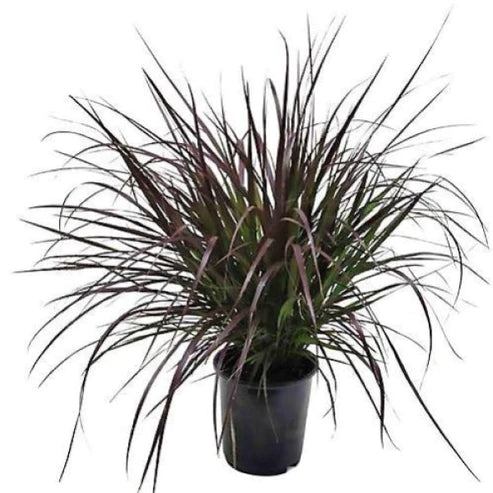 Pennisetum Rubrum, Purple Fountain Grass, African Fountain Grass, Tender Fountain Grass