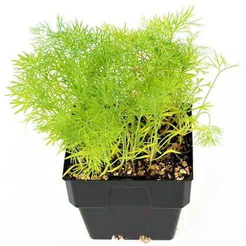 Dill Plant, Anethum Graveolens