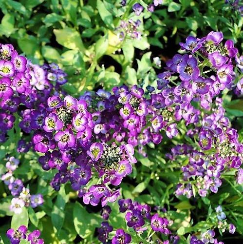 Alyssum, Alisons (small)