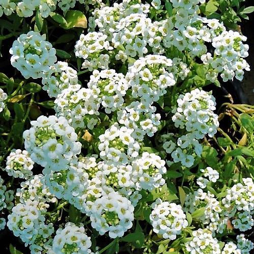 Alyssum, Alisons (small)