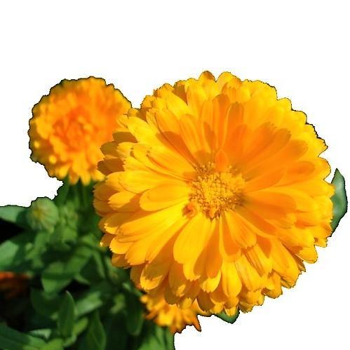 Calendula Officinalis, English Marigold (small)