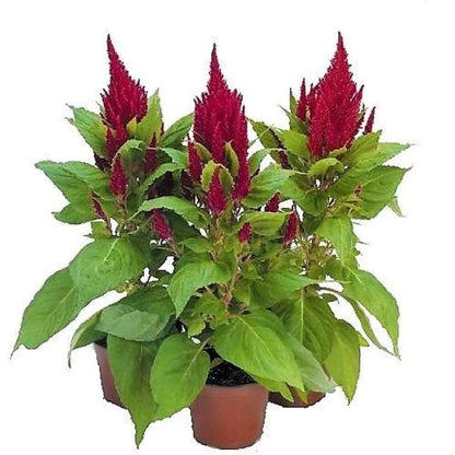 Celosia Plumosa, Silver Cock’s Comb (small)