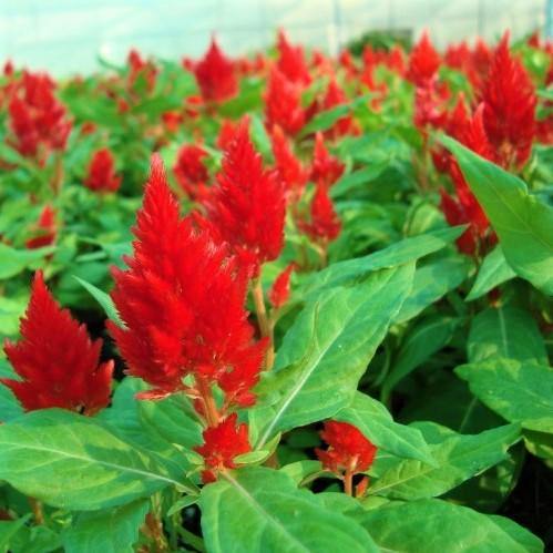 Celosia Plumosa, Silver Cock’s Comb (small)