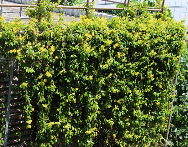 Tristellateia australasiae, Shower of Gold Climber