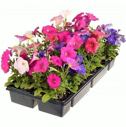 Petunia, Petunias (small)