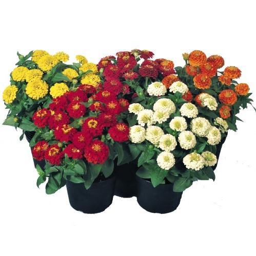 Zinnia Flowers, Zinnia (small)