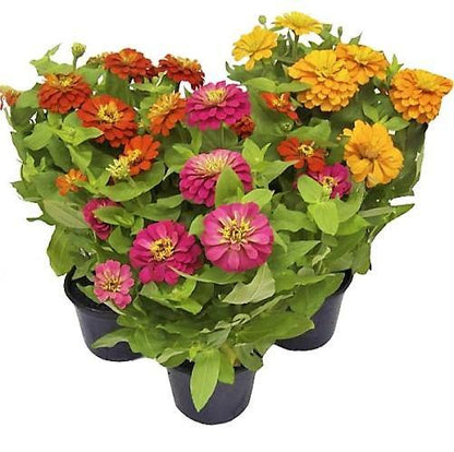 Zinnia Flowers, Zinnia (small)