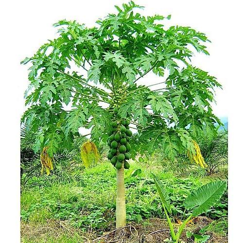 Papaya Tree, Carica Papaya, شجرة البابايا