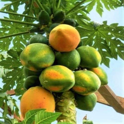 Papaya Tree, Carica Papaya, شجرة البابايا