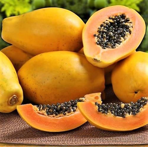 Papaya Tree, Carica Papaya, شجرة البابايا