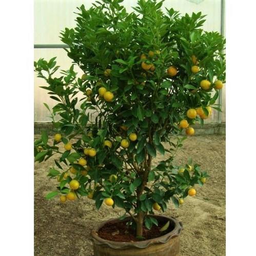 Citrus mitis, Chinese oranges