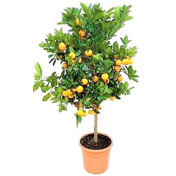 Citrus mitis, Chinese oranges