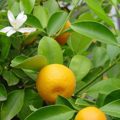 Citrus mitis, Chinese oranges