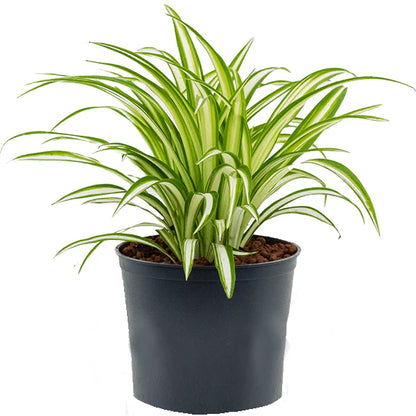 Spider Plant, Chlorophytum comosum, Variegatum