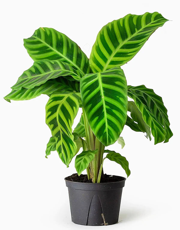 Zebra Plant, Calathea Zebrina