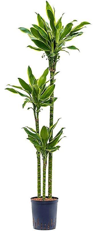 Dracaena Fragrans, Golden Coast, Cornstalk Dracena