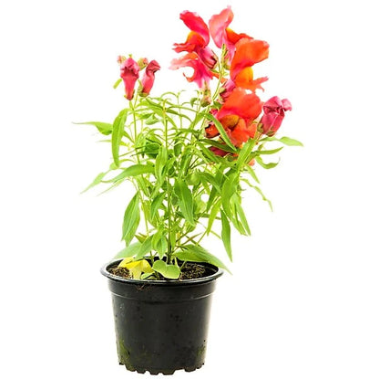 Antirrhium Majus, Snapdragon, Antirrhinum (small)