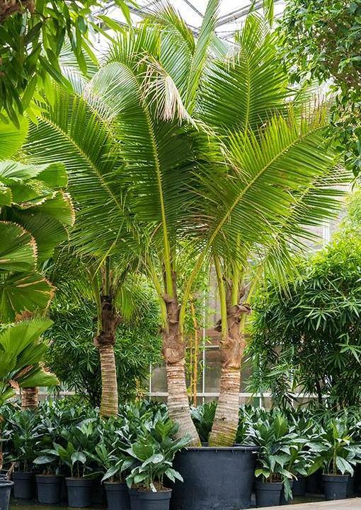 Coconut Palm, Cocos Nucifera