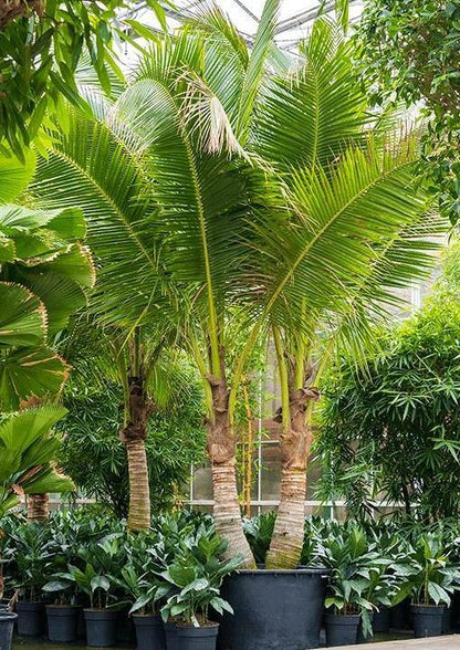 Coconut Palm, Cocos Nucifera