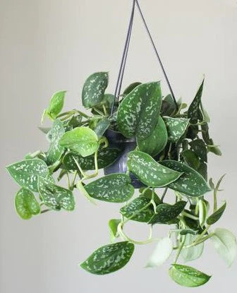 Satin Pothos Hanging