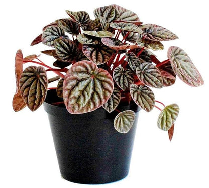 Peperomia Red Luna