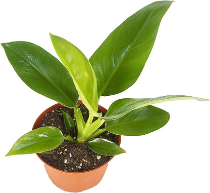 Philodendron Imperial Green