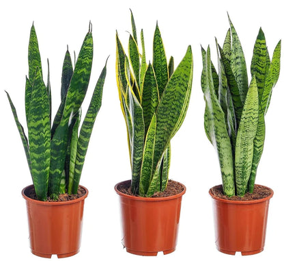 Snake Plant, Sansevieria Trifasciata, Laurentii, indoor