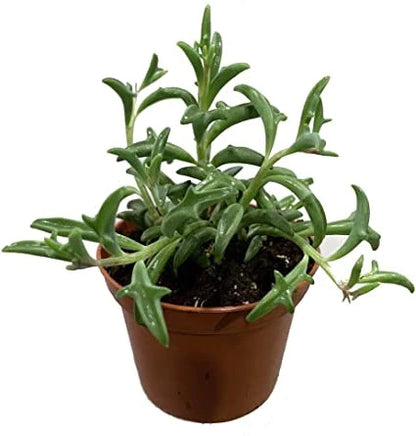 String of Dolphins , Senecio Peregrinus