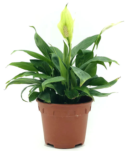 Peace Lily, Spathiphyllum