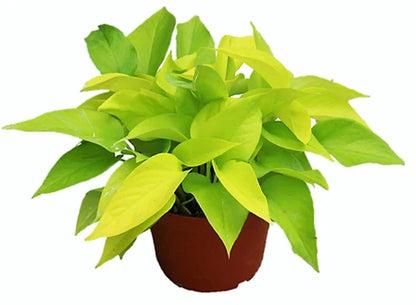 Neon Pothos