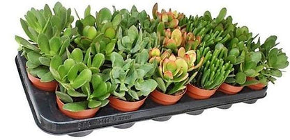 Crassula Mix