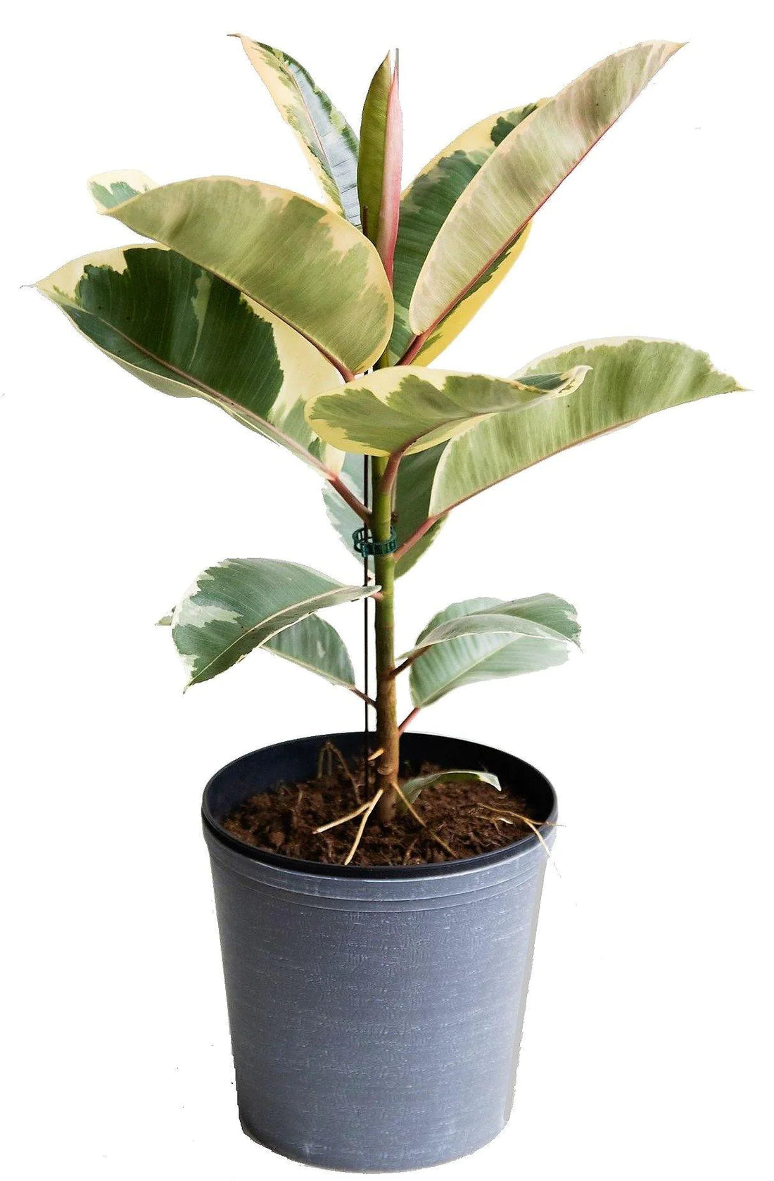 Ficus Elastic Tineke