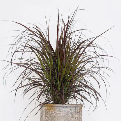 Pennisetum Rubrum, Purple Fountain Grass, African Fountain Grass, Tender Fountain Grass