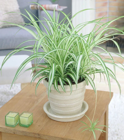 Spider Plant, Chlorophytum comosum, Variegatum