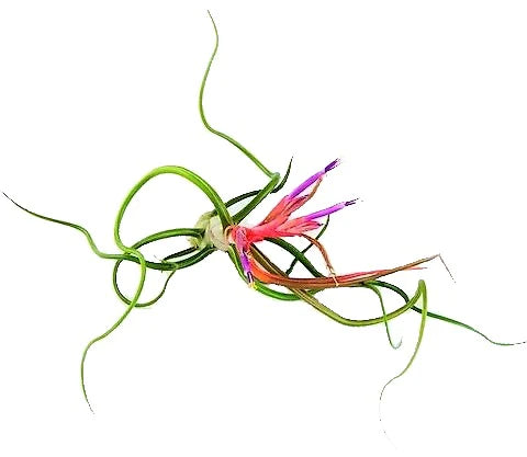 Tillandsia Bulbosa, Air Plant