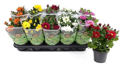 Chrysanthemum mix assorted