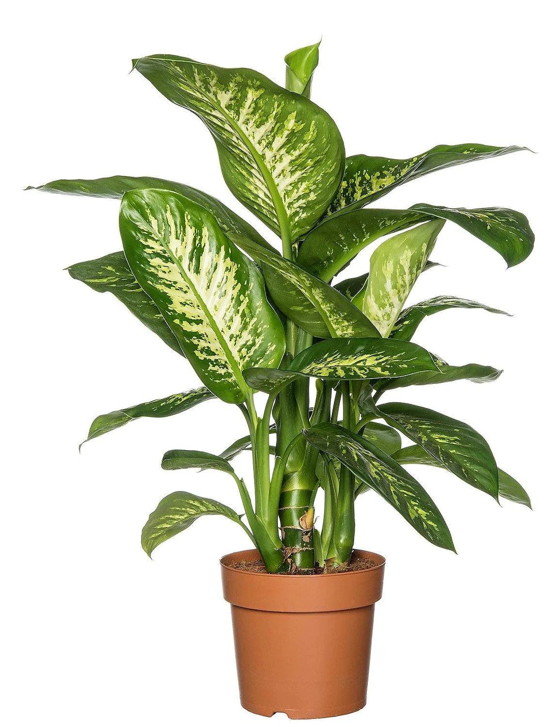 Dieffenbachia Seguine, Tropic Snow