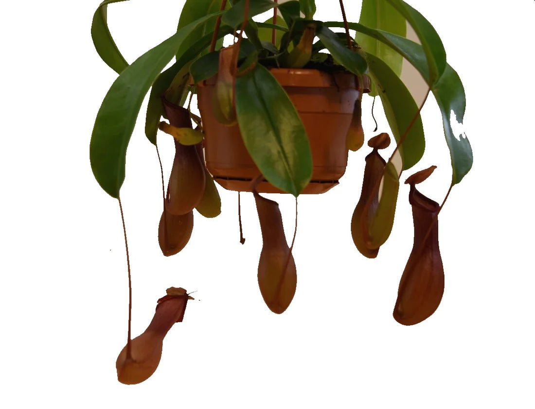 Monkey Jar , Nepenthes big