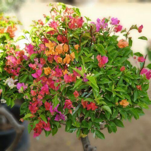 Bougainvillea Multicolor Specimen