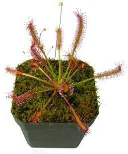 Drosera capensis or Cape Sundew