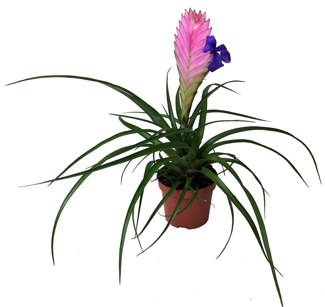 Pink Quill Tillandsia Cyanea