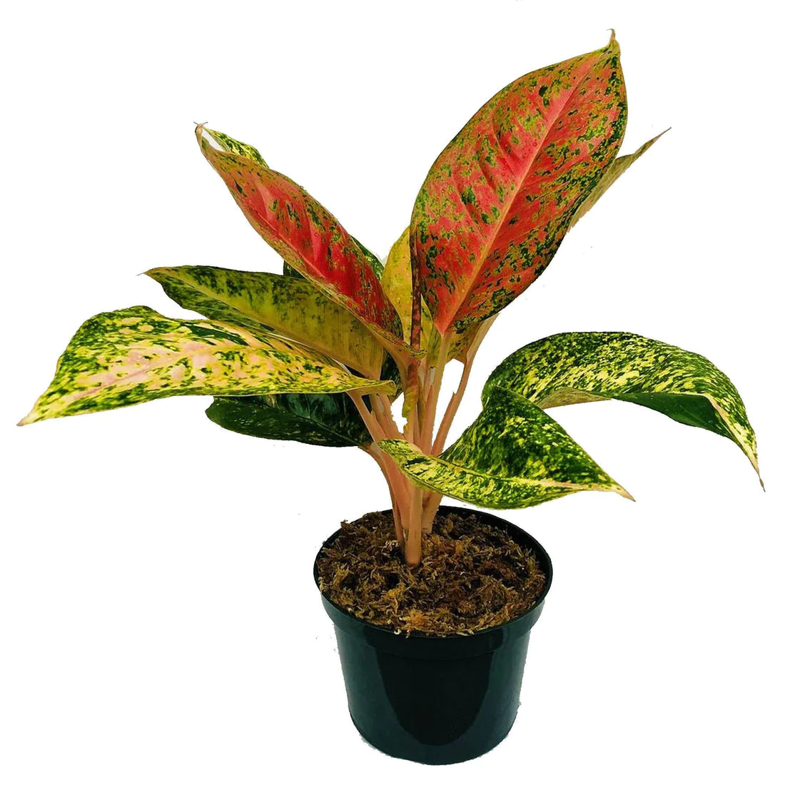 Aglaonema Ruby