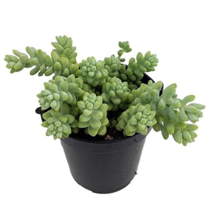 Sedum burrito , Burrows Tail Plant