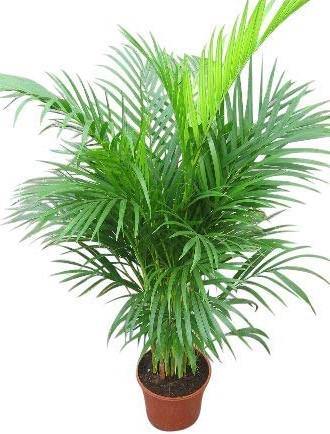 Areca Palm Indoor (Chrysalidocarpus Lutescens)