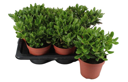 Money Tree, Crassula ovata, Dollar Plant, Jade Plant, Jade Tree