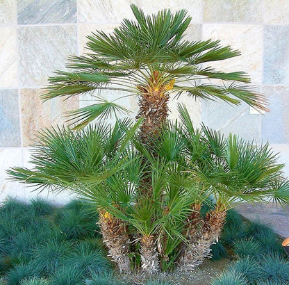 European Fan Palm, Chamaerops Humilis